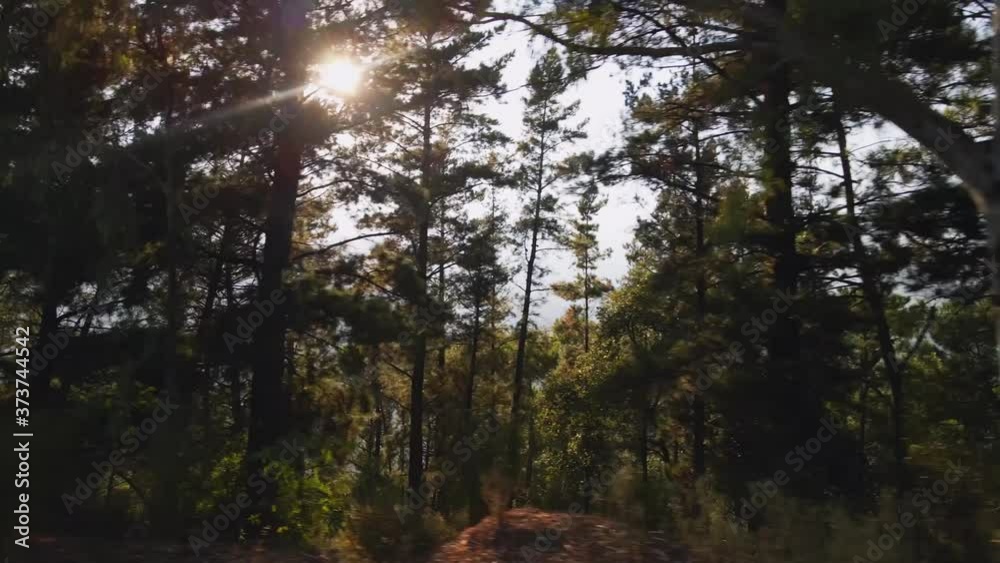 View of forest trees with sun behind it, trucking right View of forest trees with sun behind it, trucking right
