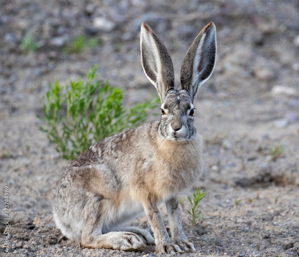jackrabbit in the desert jackrabbit in the desert