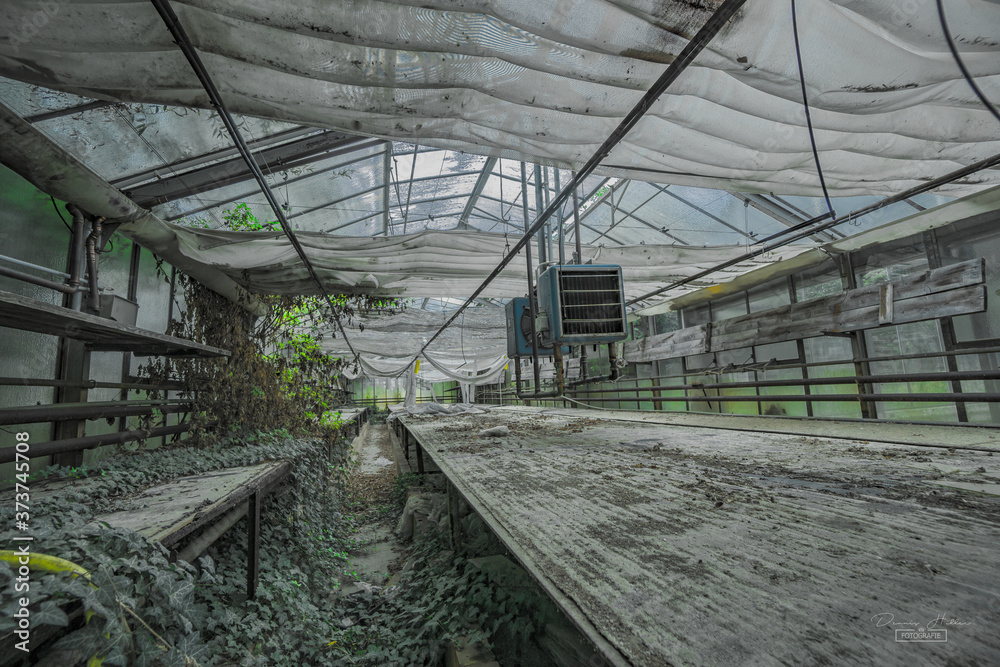 Verlassenes Gewächshaus. Die Ruine steht leer alte Planen und Folie hängen von der Decke . Man sieht die Ablagetische noch. Alles ist Dreckig. Das Treibhaus ist lange ausser Betrieb genommen 