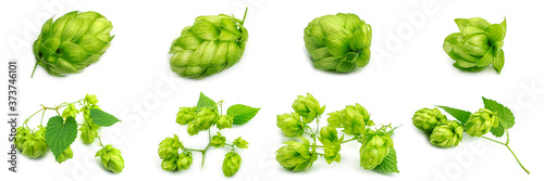 Fresh green hop branch, isolated on a white background. Hop cones for making beer and bread. Close up. High quality photo