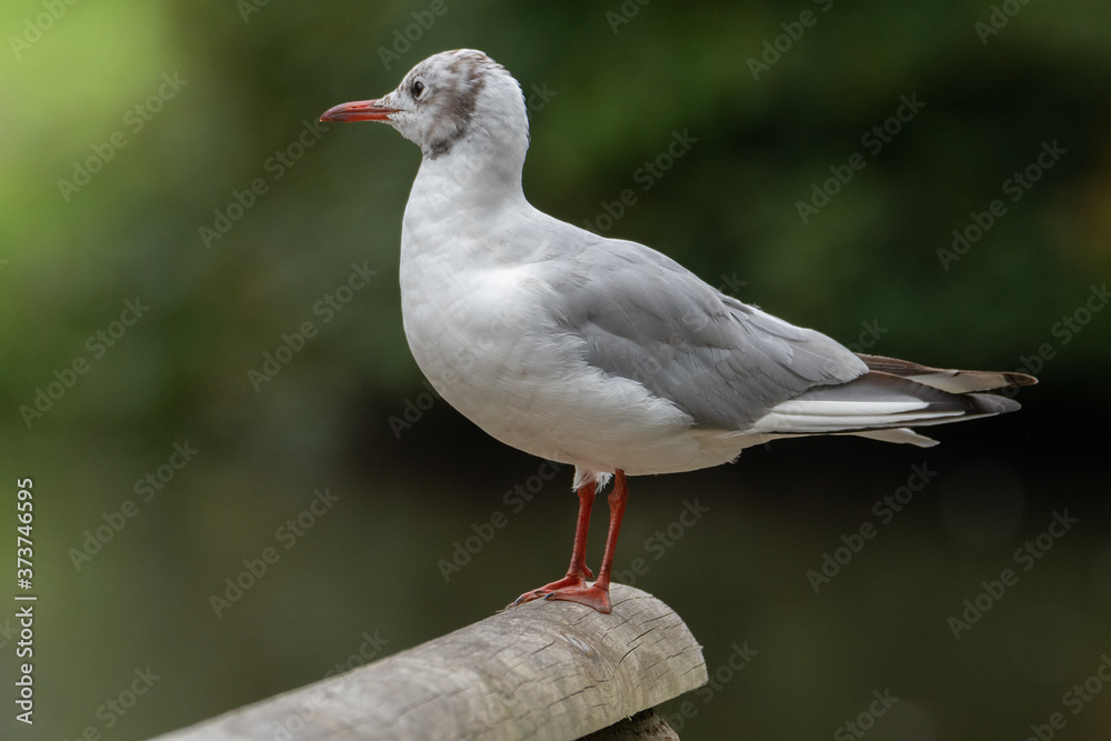 A portrait of a common Black-Headed Gull as it sits on a wooden perch A portrait of a common Black-Headed Gull as it sits on a wooden perch