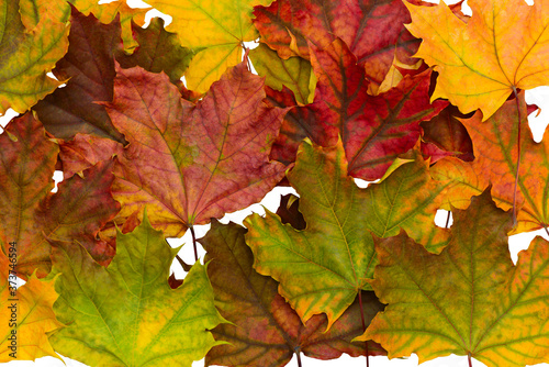 Bright colored dry fallen maple leaves lie on top of each other