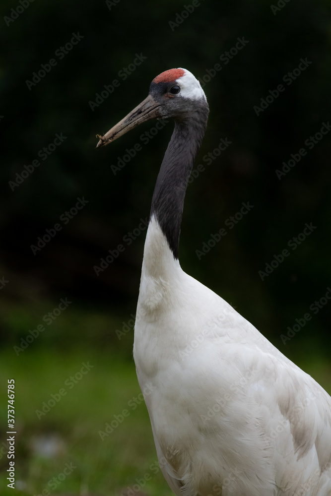 A portrait of a Red Crowned Crane standing with its head held up