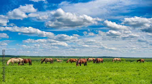 A herd of horses grazes on a summer pasture, under blue skies and beautiful clouds.