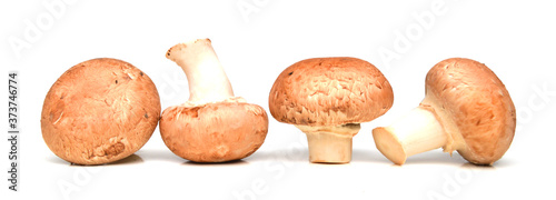 common mushroom