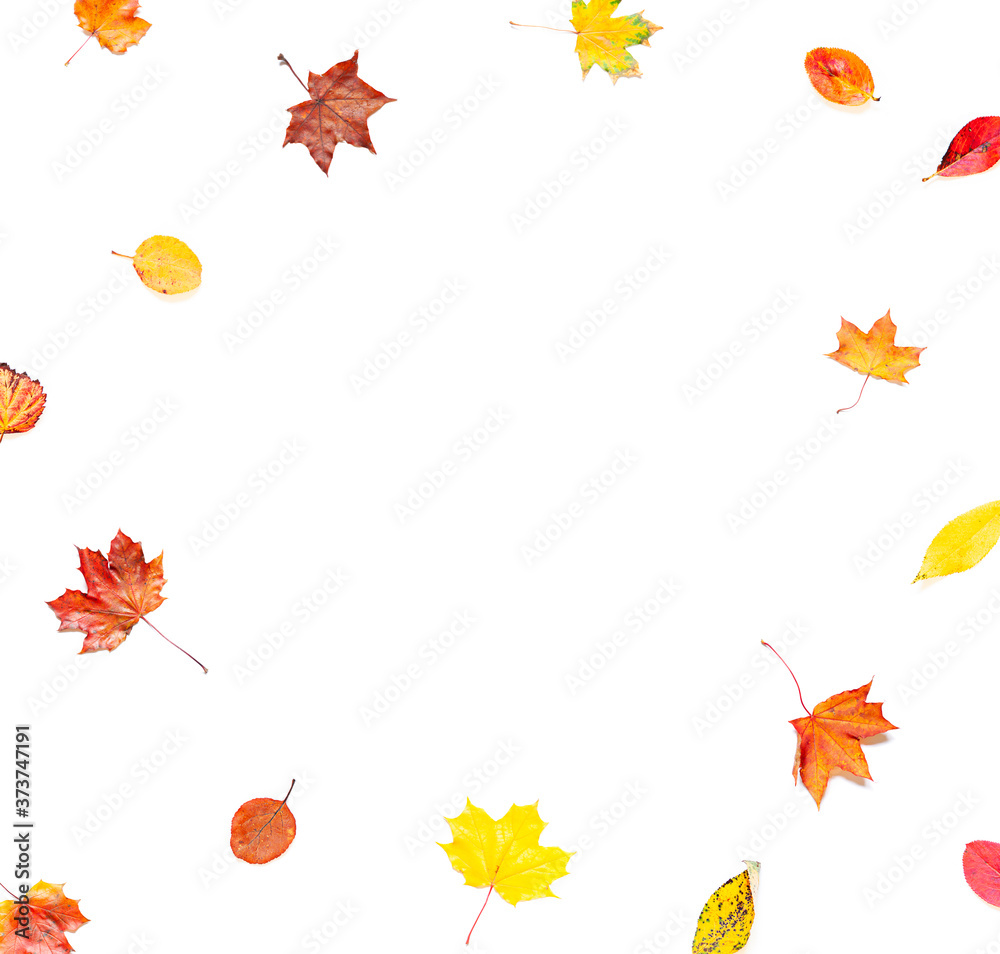 Colorful Autumn leaves concept frame on the white background. Top view. Copy space Colorful Autumn leaves concept frame on the white background. Top view. Copy space