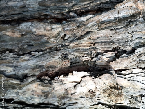 Relief of the bark. Texture of the tree. Old tree texture background template.