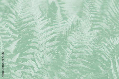 Light green fern leaves on a pale green background.