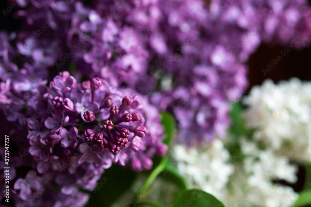 Blossom white and purple lilac close up isolated on the black background. Blossom white and purple lilac close up isolated on the black background.