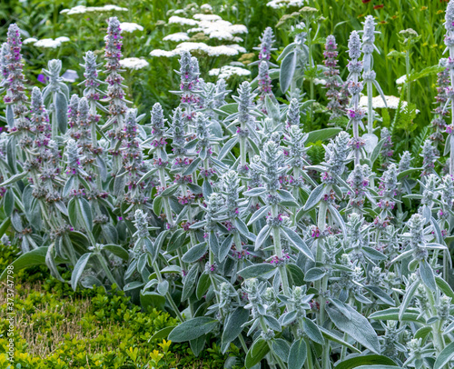 Flowers in the garden. Lamb’s ears, Stachys byzantina or Stachys olympica 