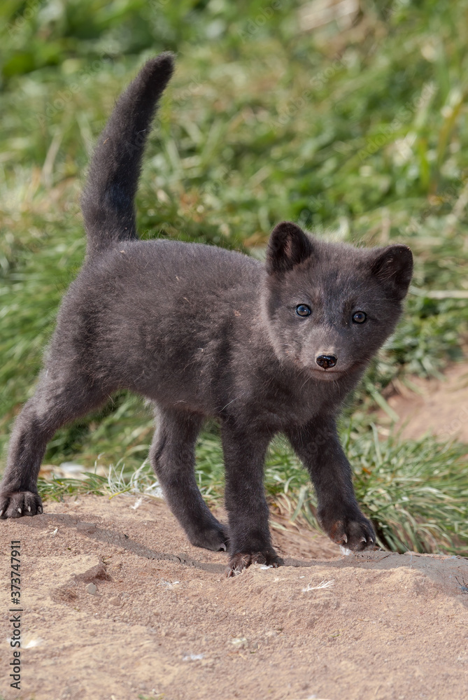 Pribilof Islands Arctic Fox (Alopex lagopus pribilofensis) puppy at St. George Island, Pribilof Islands, Alaska, USA Pribilof Islands Arctic Fox (Alopex lagopus pribilofensis) puppy at St. George Island, Pribilof Islands, Alaska, USA