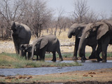 a herd of elephants at the waterhole