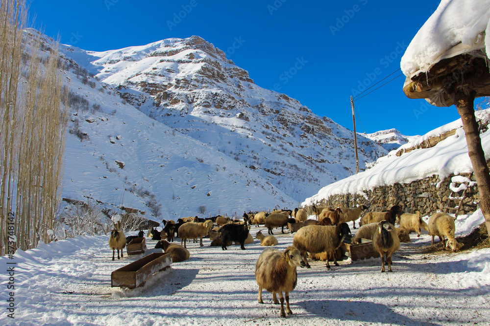 Naklejka premium sheep in the snow