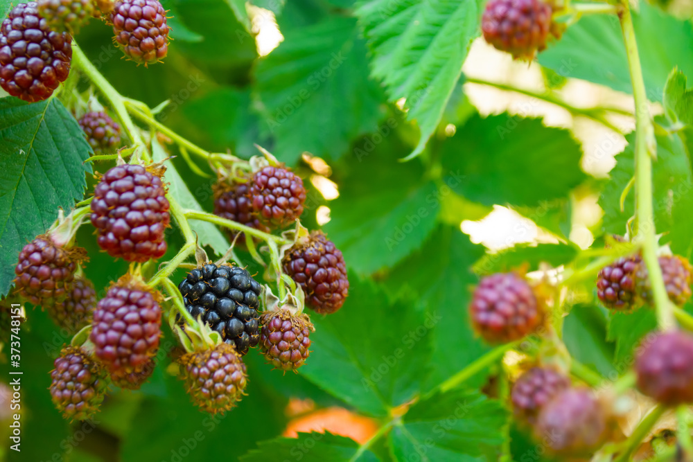black and red blackberries ripen on the bush black and red blackberries ripen on the bush