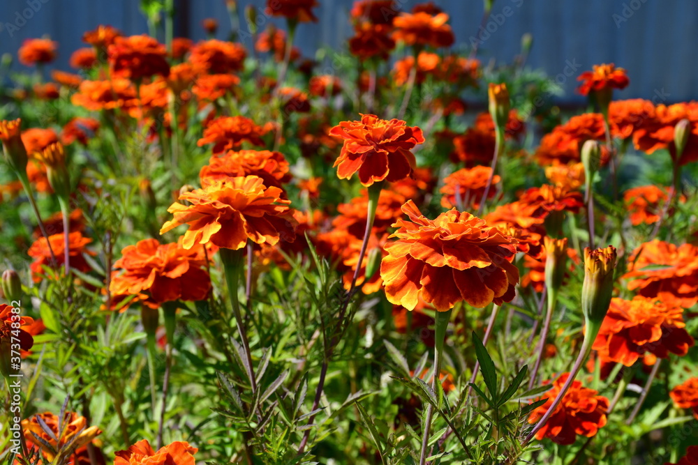 Blooming marigolds on a flower bed on a sunny day.