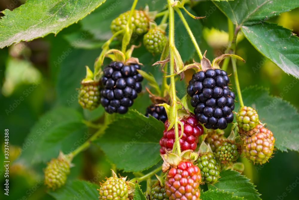 black and red blackberries ripen on the bush black and red blackberries ripen on the bush