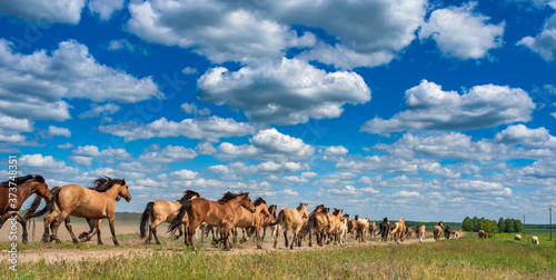 A herd of horses quickly runs to the pasture along the road under the blue sky and beautiful clouds. 