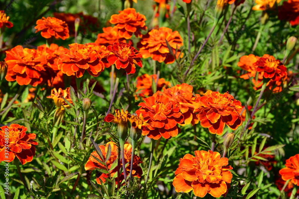 Blooming marigolds on a flower bed on a sunny day.