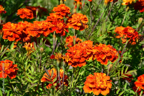 Blooming marigolds on a flower bed on a sunny day.