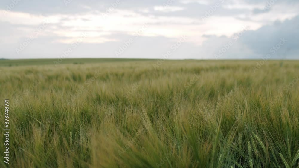 Beautiful background of horizon of bright cloudy sky and green barley field Beautiful background of horizon of bright cloudy sky and green barley field