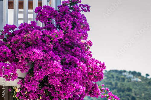 Pink flowers of Nerium - oleander on the fence of a house in Greece 