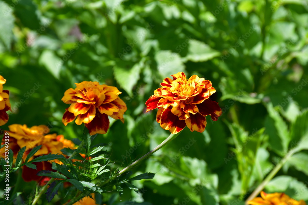 Blooming marigolds on a flower bed on a sunny day. Blooming marigolds on a flower bed on a sunny day.