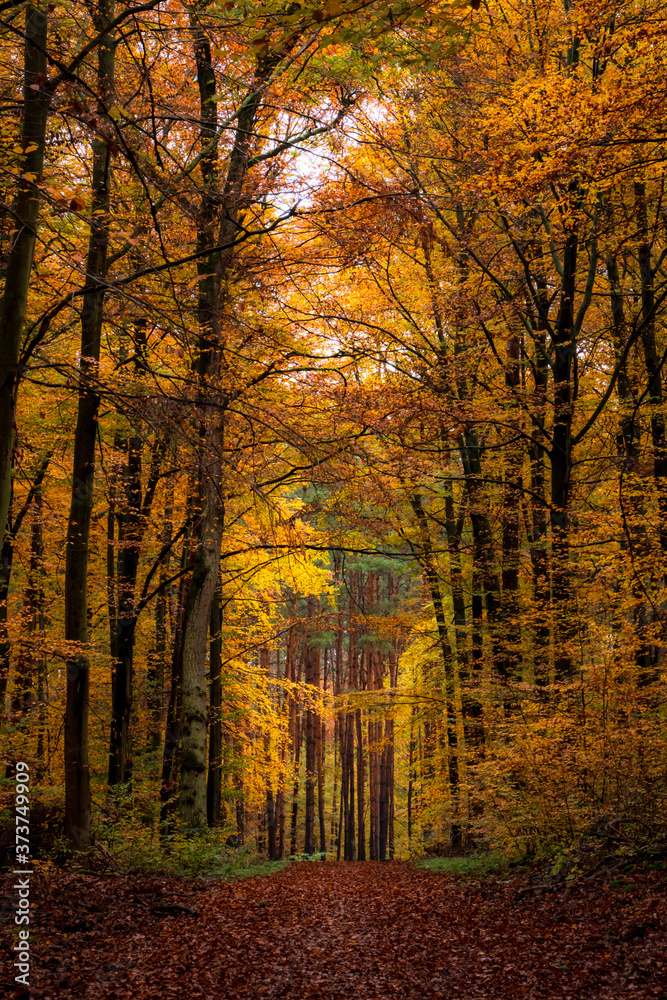Fototapeta premium Path in the forest in fall, with colorful foliage
