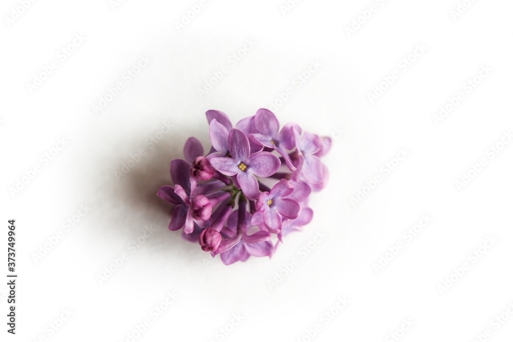 Blossom white and purple lilac with leaves isolated on the white background with copy space. Blossom white and purple lilac with leaves isolated on the white background with copy space.