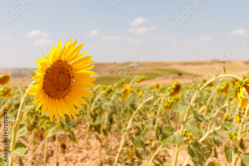 portrait of a sunflower in a field under a blue sky