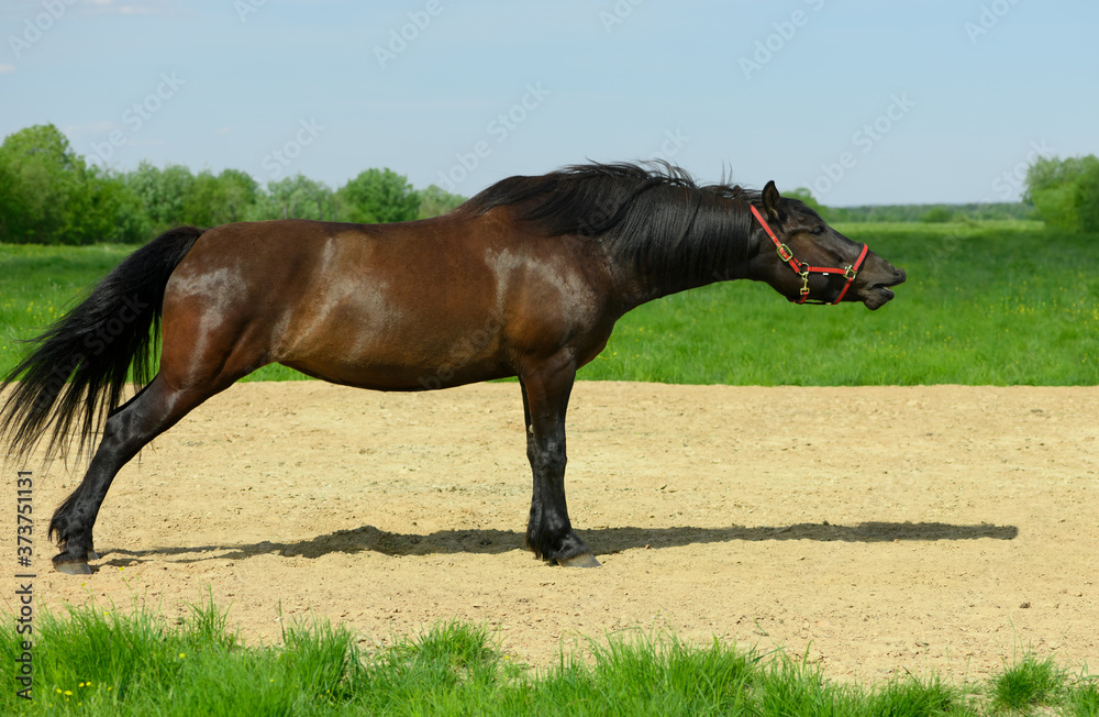 One adult bay horse with its red halter is standing on the sandy ground. One adult bay horse with its red halter is standing on the sandy ground.