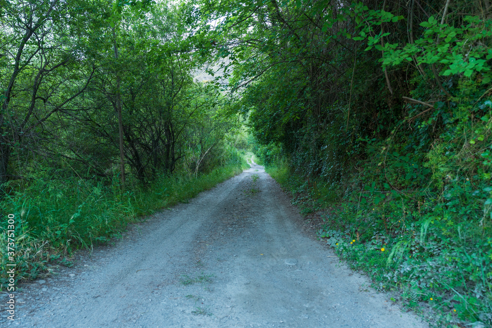 Obraz premium path through green vegetation