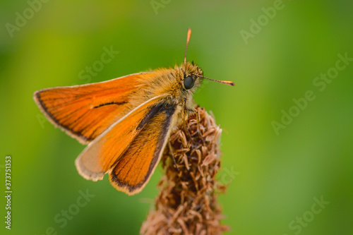 Venata moth relaxing on lake rushes