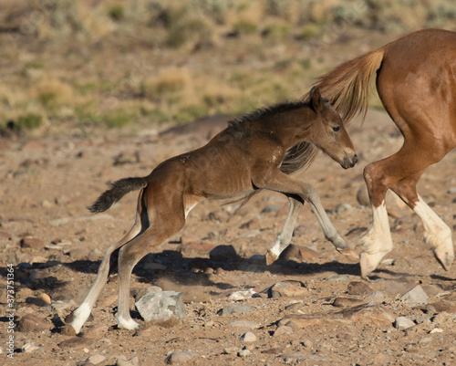 Foto wild horse foal