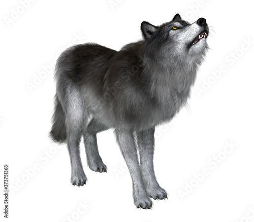 Dire Wolf Howling - A grey Dire Wolf howls to keep in touch with his wolf pack during the Pleistocene Period of North America.