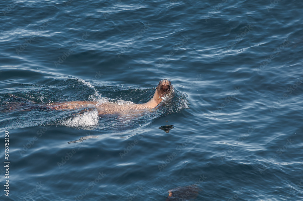 Obraz premium Fishing Steller's Sea Lions (Eumetopias jubatus) at sea, Chowiet Island, Semidi Islands, Alaska, USA