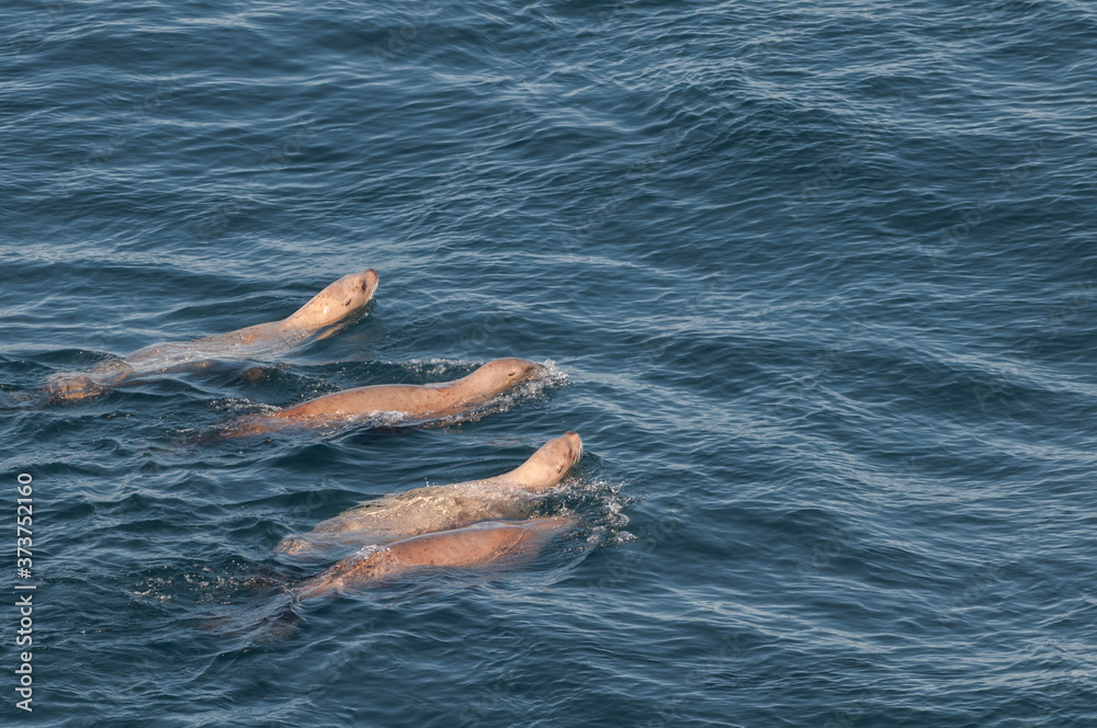 Fishing Steller's Sea Lions (Eumetopias jubatus) at sea, Chowiet Island, Semidi Islands, Alaska, USA Fishing Steller's Sea Lions (Eumetopias jubatus) at sea, Chowiet Island, Semidi Islands, Alaska, USA