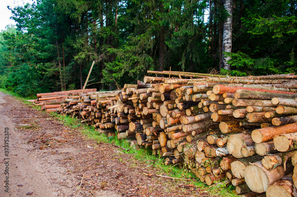 logs are stacked in large piles