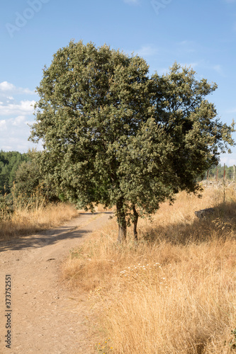 Tree and Footpath; Lozoya River; Buitrago; Madrid