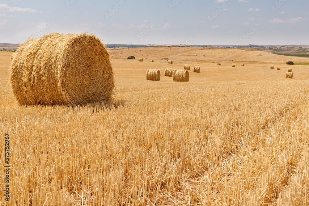 roll of Straw on a harvested field with blue sky