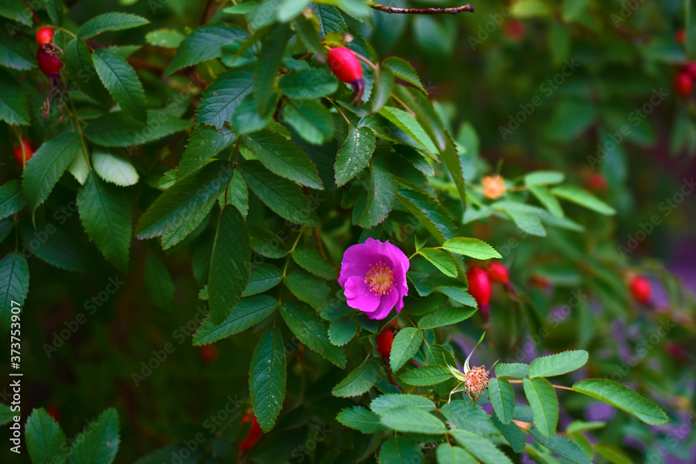 Obraz premium Red and delicate rosehip flowers with berries on a green Bush