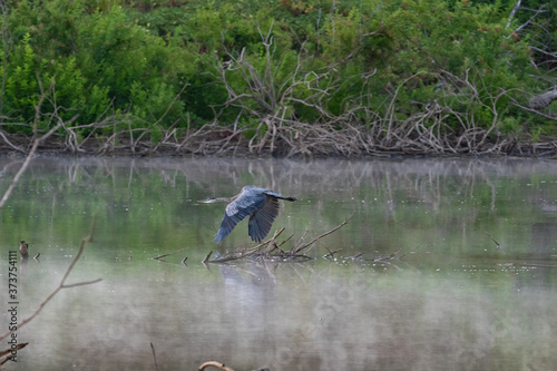 Blue Heron flying over early morning mist rising from lake