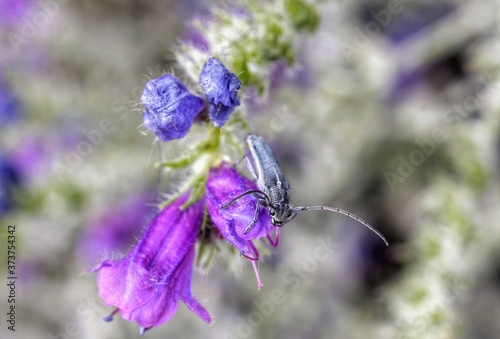 Fototapeta Naklejka Na Ścianę i Meble -  Phytoecia caerulescens is a species of beetle in the family Cerambycidae.  It has a wide distribution in Europe, and has been introduced into Australia. It feeds on  viper's bugloss (Echium vulgare).