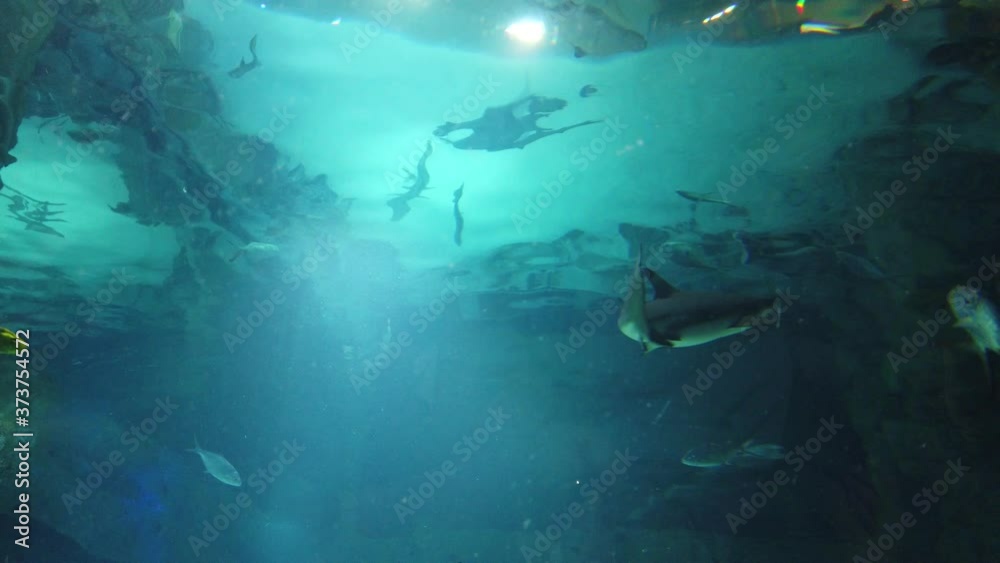 Shark and fish swimming in water in oceanarium. Wild sea animal and predator Shark and fish swimming in water in oceanarium. Wild sea animal and predator