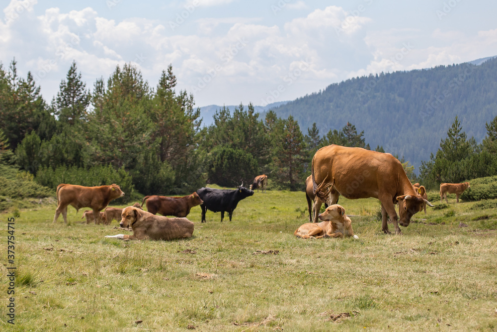 Cows eating grass on mountain pasturage in Pirin National Park, Bulgaria Cows eating grass on mountain pasturage in Pirin National Park, Bulgaria