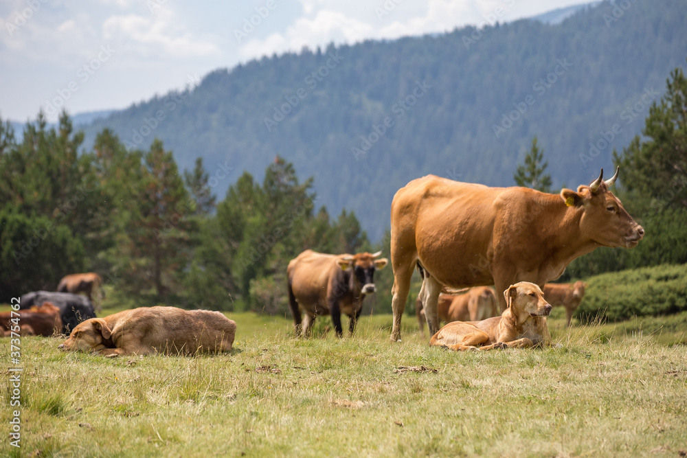 Cows eating grass on mountain pasturage in Pirin National Park, Bulgaria Cows eating grass on mountain pasturage in Pirin National Park, Bulgaria