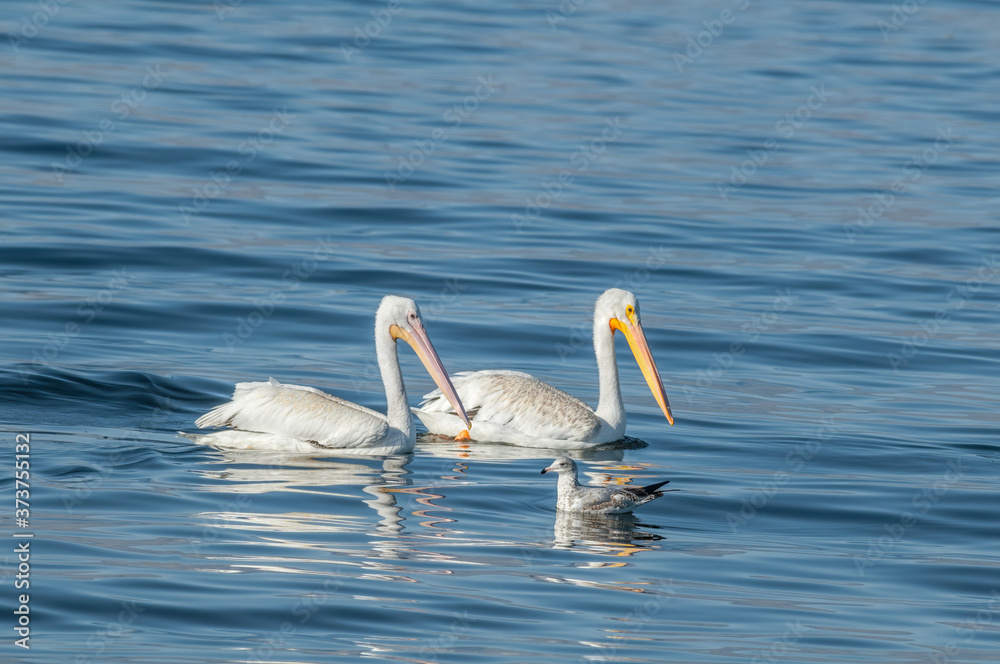 The American White Pelican (Pelecanus erythrorhynchos) on Salton Sea, Imperial Valley, California, USA The American White Pelican (Pelecanus erythrorhynchos) on Salton Sea, Imperial Valley, California, USA
