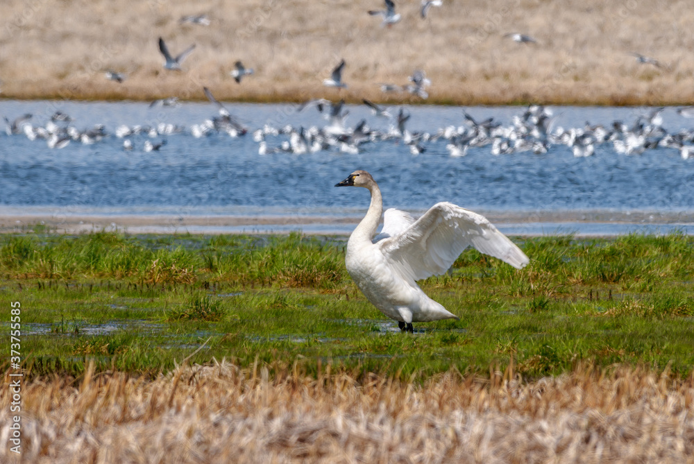 Whistling Swan (Cygnus columbianus) at St. George Island, Pribilof Islands, Alaska, USA Whistling Swan (Cygnus columbianus) at St. George Island, Pribilof Islands, Alaska, USA