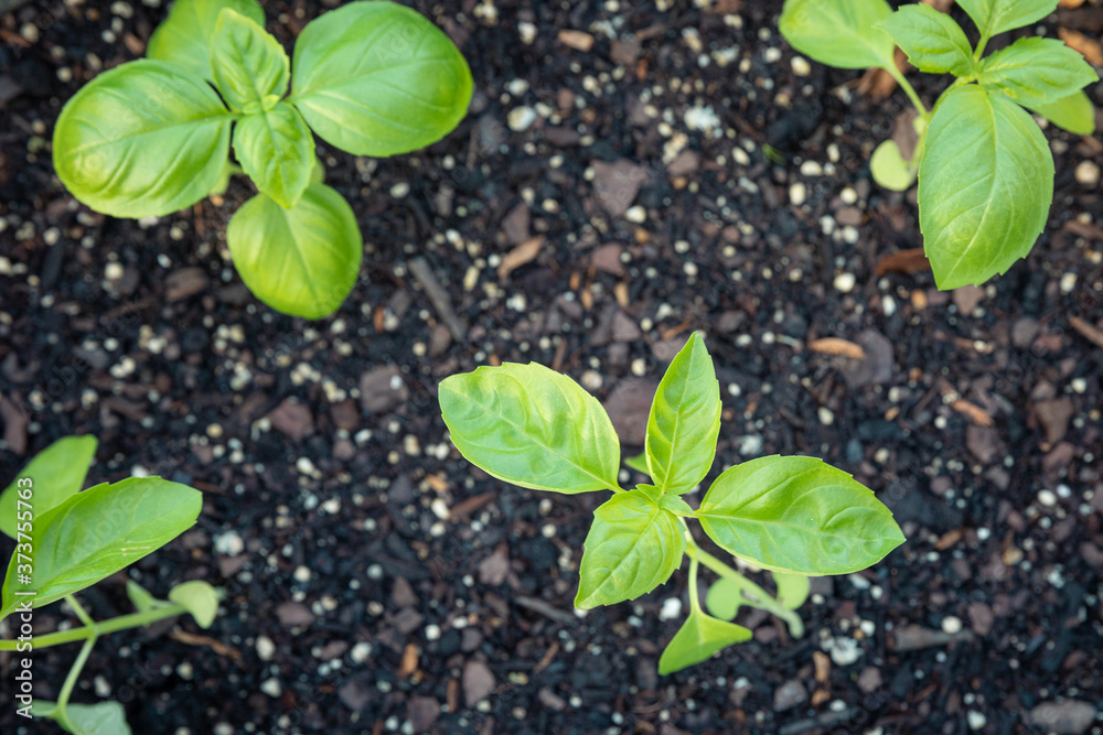 Basil Basil