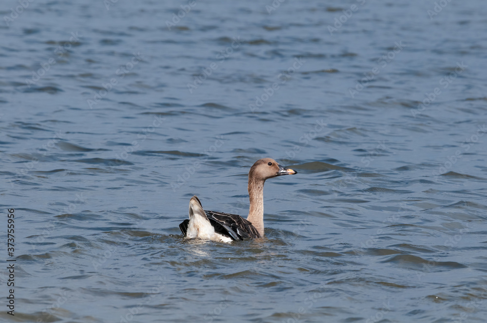 Molting Bean Goose (Anser fabalis) in Barents Sea coastal area, Russia Molting Bean Goose (Anser fabalis) in Barents Sea coastal area, Russia