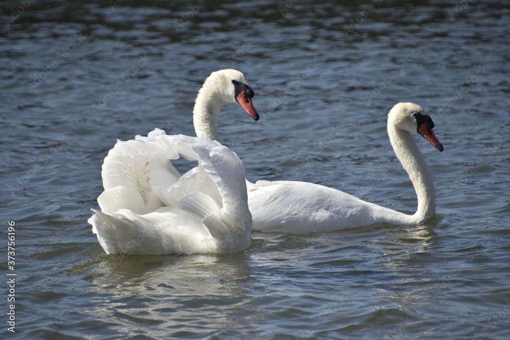 Fototapeta premium cygnes et cygneaux